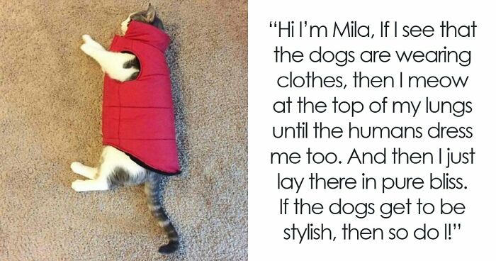 95 Mischievous Pets Got Publicly Shamed For Their Hilariously Bad Behavior Moments