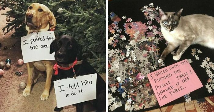 95 Mischievous Pets Got Publicly Shamed For Their Hilariously Bad Behavior Moments