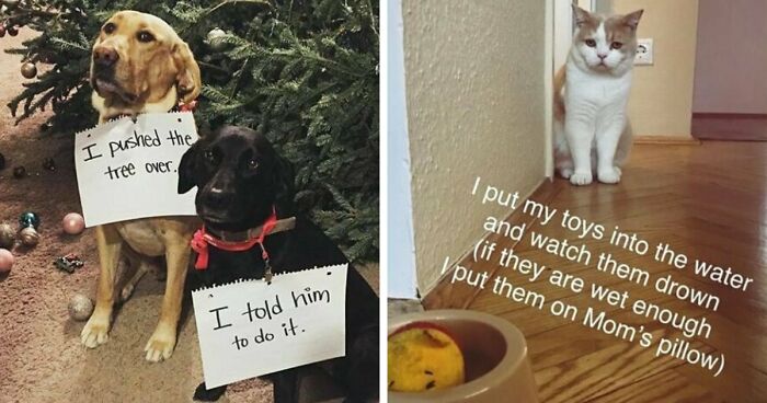 95 Adorable Pets Who Were Shamed For Breaking The Rules
