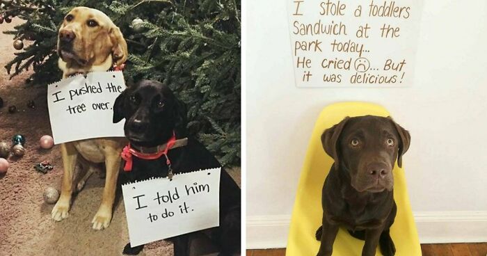 95 Adorable Pets Who Were Shamed For Breaking The Rules