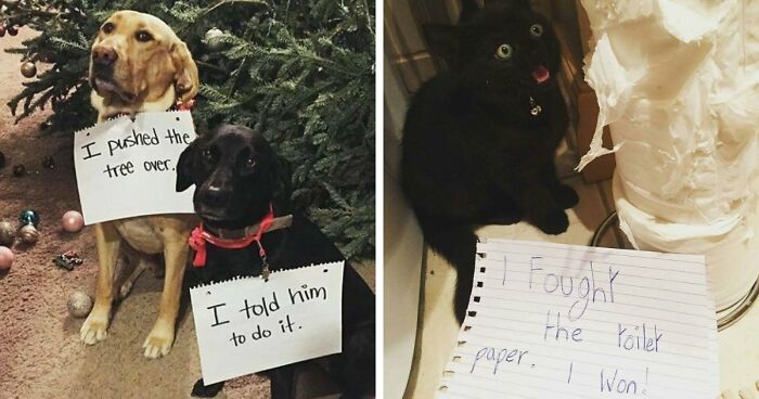 95 Adorable Pets Who Were Shamed For Breaking The Rules