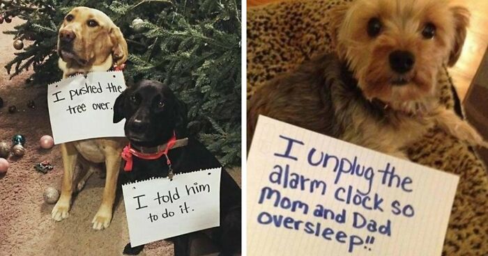 95 Mischievous Pets Got Publicly Shamed For Their Hilariously Bad Behavior Moments