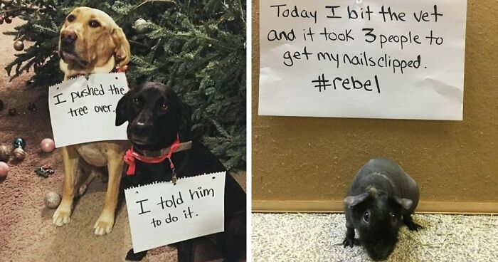 95 Mischievous Pets Got Publicly Shamed For Their Hilariously Bad Behavior Moments