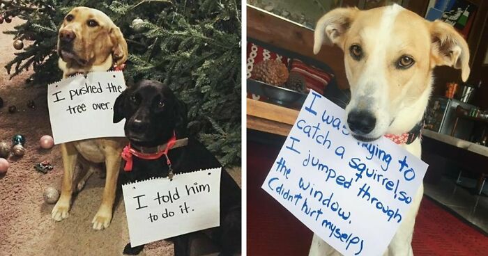 95 Adorable Pets Who Were Shamed For Breaking The Rules