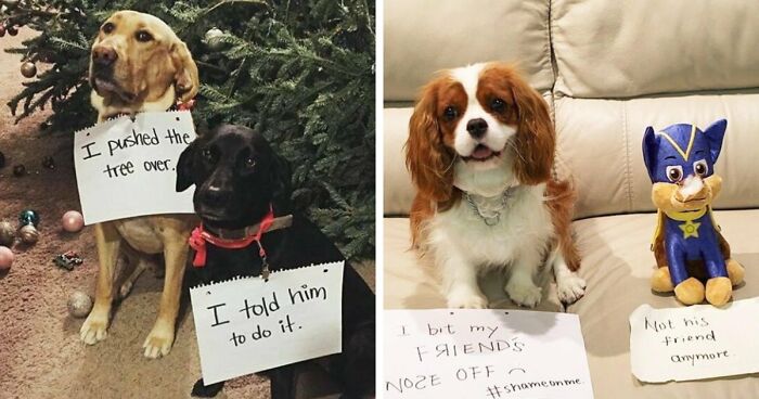 95 Mischievous Pets Got Publicly Shamed For Their Hilariously Bad Behavior Moments