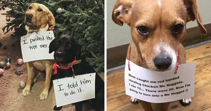 95 Mischievous Pets Got Publicly Shamed For Their Hilariously Bad Behavior Moments