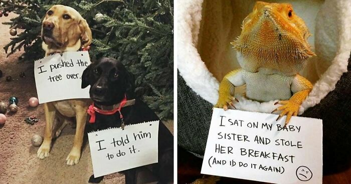 95 Mischievous Pets Got Publicly Shamed For Their Hilariously Bad Behavior Moments