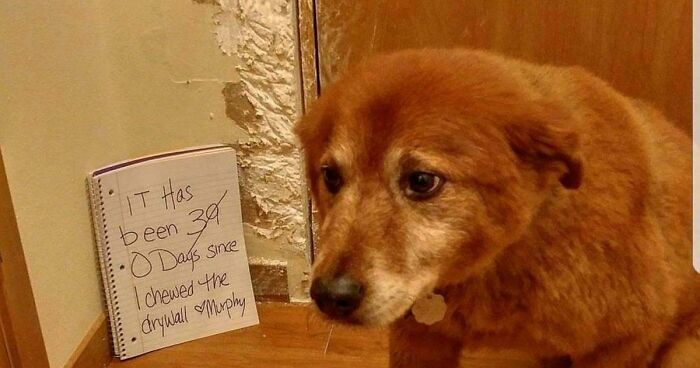 95 Mischievous Pets Got Publicly Shamed For Their Hilariously Bad Behavior Moments