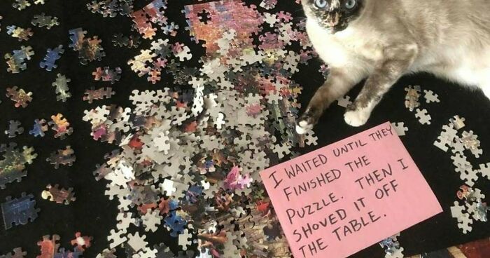 95 Mischievous Pets Got Publicly Shamed For Their Hilariously Bad Behavior Moments