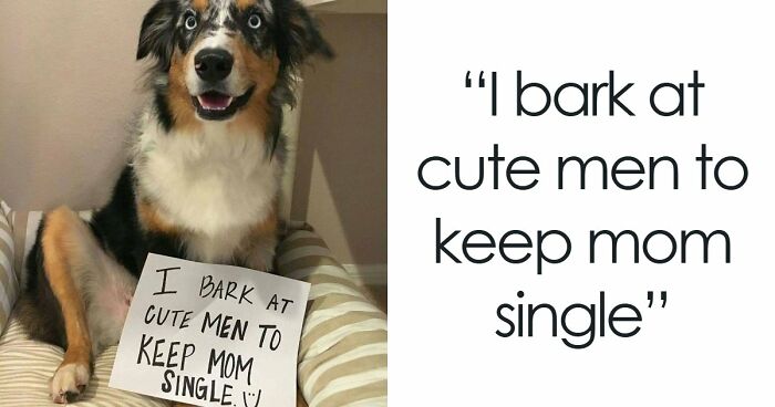95 Mischievous Pets Got Publicly Shamed For Their Hilariously Bad Behavior Moments