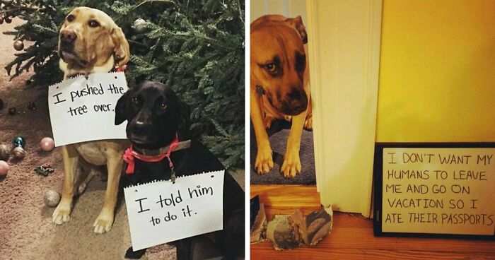 95 Mischievous Pets Got Publicly Shamed For Their Hilariously Bad Behavior Moments