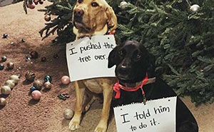 95 Mischievous Pets Got Publicly Shamed For Their Hilariously Bad Behavior Moments