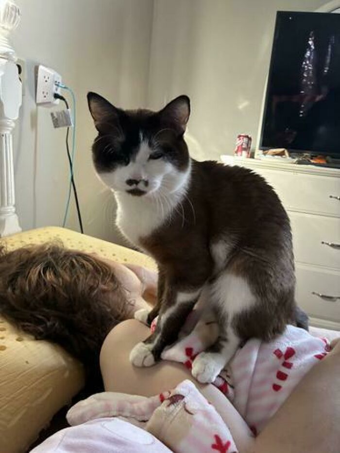 Cat sitting unbothered on a person sleeping on a bed, one of the hilarious and unhinged sleeping moments caught.