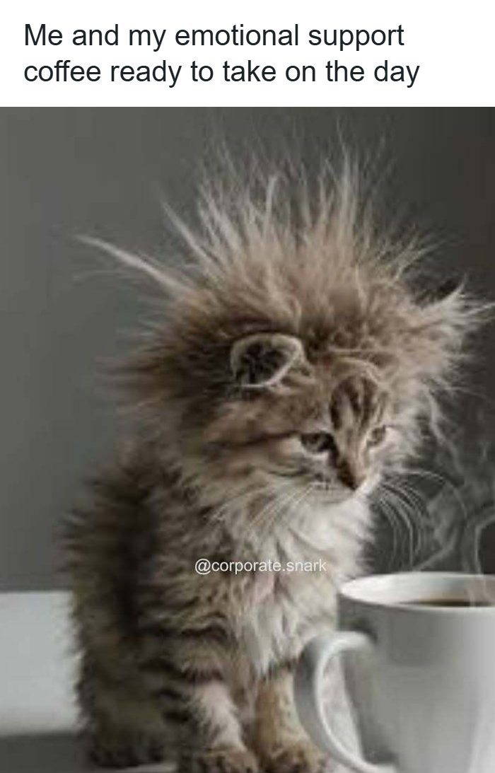 Fluffy kitten with messy fur sitting next to a steaming cup of coffee, representing work memes and surviving meetings.
