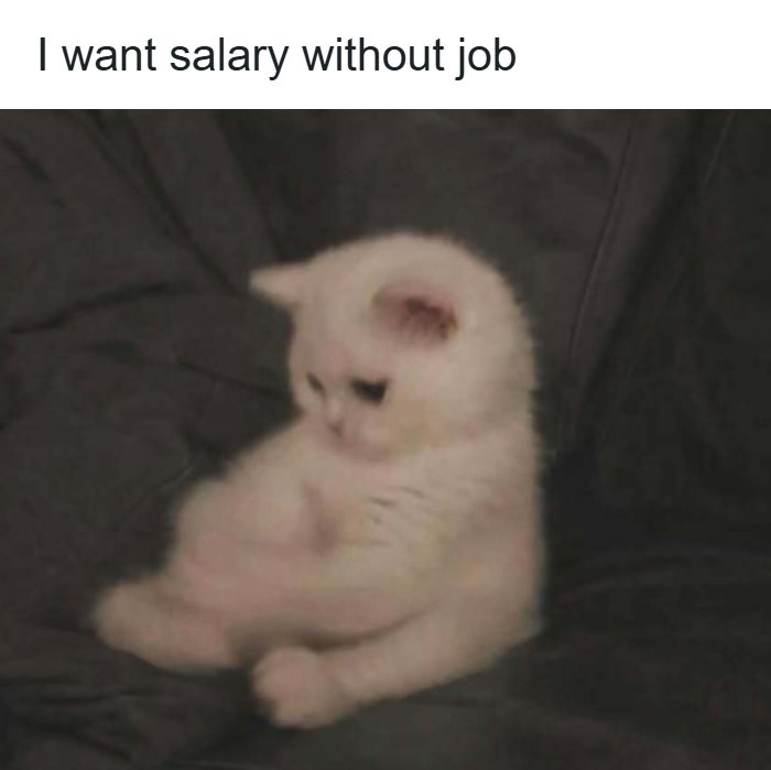 Sad white kitten sitting on a dark couch with text expressing a work meme about salary without a job.