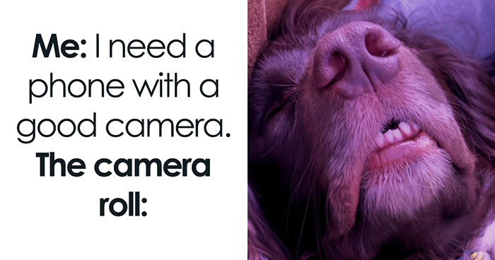 61 Hilarious Memes Featuring Cute, Funny And Mischevious Dogs