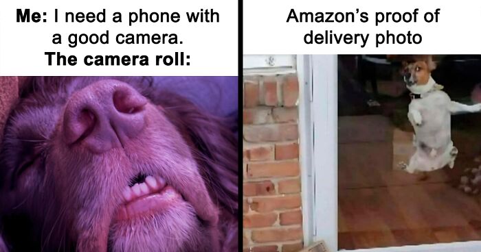 61 Hilarious Memes Featuring Cute, Funny And Mischevious Dogs