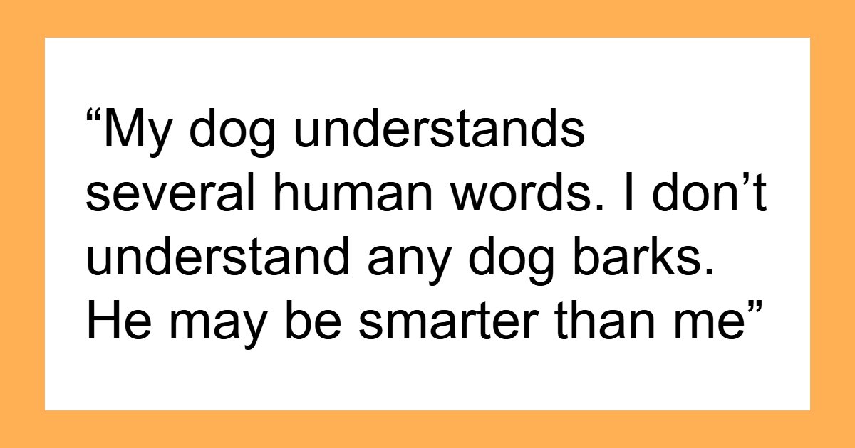 61 Dogs That Just Had To Be Turned Into Memes For Humans