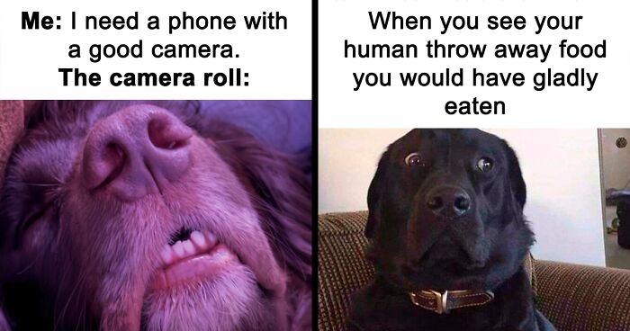 61 Dogs That Just Had To Be Turned Into Memes For Humans
