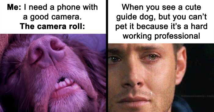 61 Hilarious Memes Featuring Cute, Funny And Mischevious Dogs