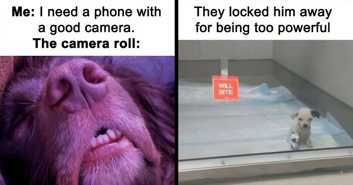 61 Dogs That Just Had To Be Turned Into Memes For Humans