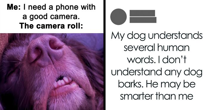 61 Hilarious Memes Featuring Cute, Funny And Mischevious Dogs