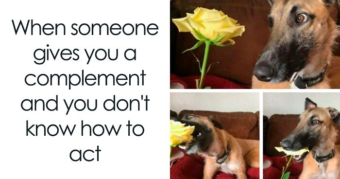 61 Dogs That Just Had To Be Turned Into Memes For Humans