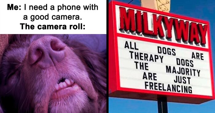 61 Dogs That Just Had To Be Turned Into Memes For Humans