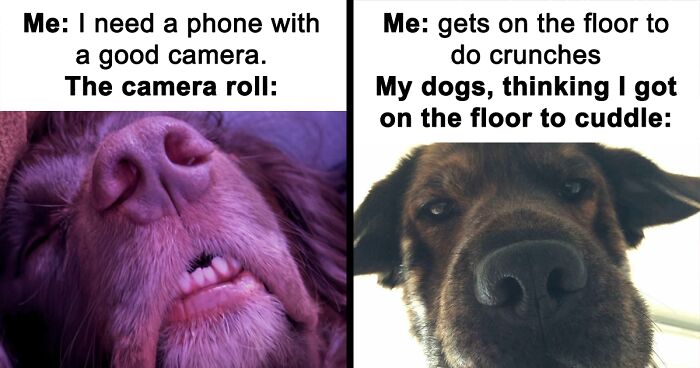 61 Hilarious Memes Featuring Cute, Funny And Mischevious Dogs