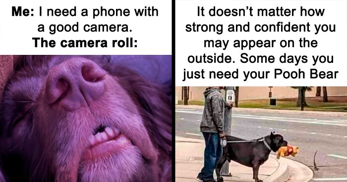 61 Dogs That Just Had To Be Turned Into Memes For Humans