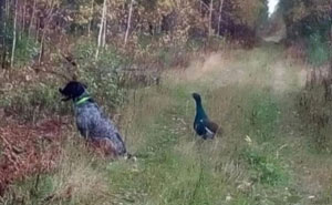 61 Hilarious Memes Featuring Cute, Funny And Mischevious Dogs