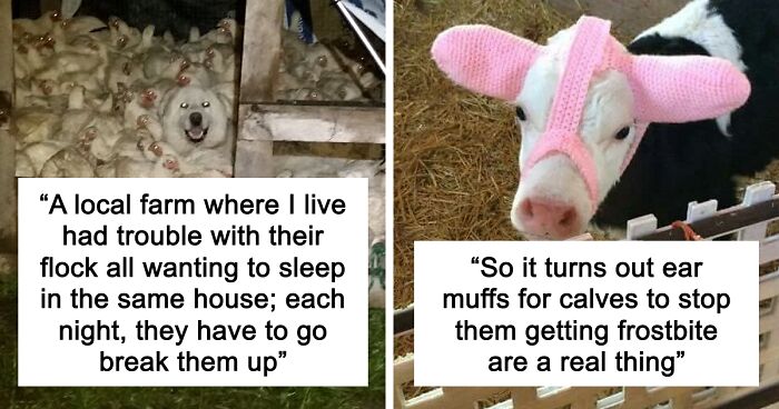 “Live On A Farm, They Said. It Would Be Fun, They Said”: 61 Pics That Won’t Make Sense To City Kids