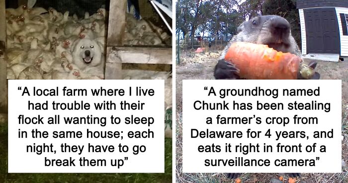 “Live On A Farm, They Said. It Would Be Fun, They Said”: 61 Pics That Won’t Make Sense To City Kids