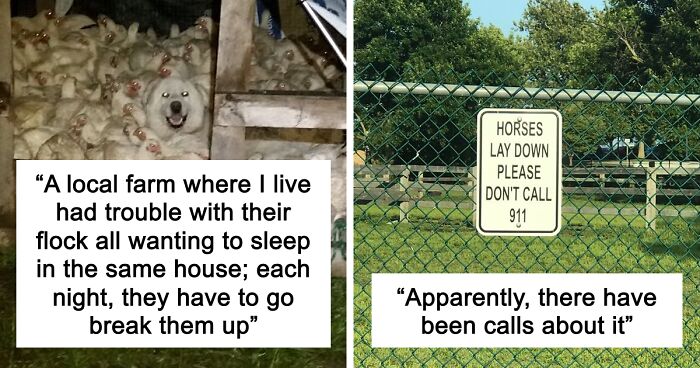“Live On A Farm, They Said. It Would Be Fun, They Said”: 61 Pics That Won’t Make Sense To City Kids