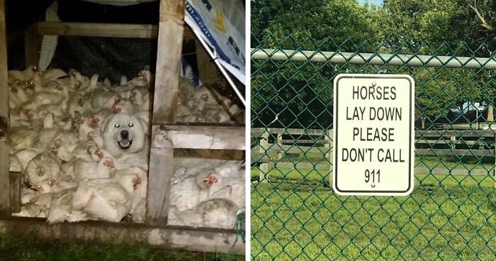 “Live On A Farm, They Said. It Would Be Fun, They Said”: 61 Pics That Won’t Make Sense To City Kids