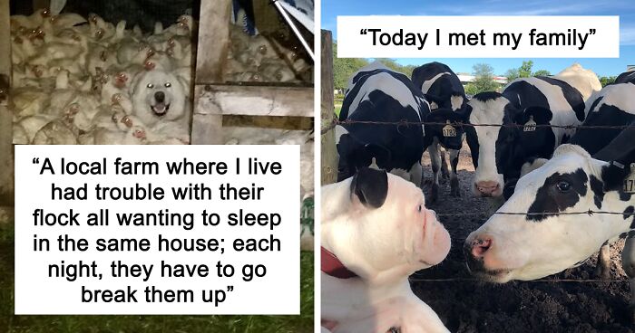 “Live On A Farm, They Said. It Would Be Fun, They Said”: 61 Pics That Won’t Make Sense To City Kids