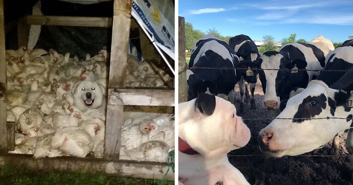 “Live On A Farm, They Said. It Would Be Fun, They Said”: 61 Pics That Won’t Make Sense To City Kids