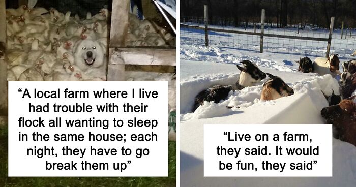 “Live On A Farm, They Said. It Would Be Fun, They Said”: 61 Pics That Won’t Make Sense To City Kids