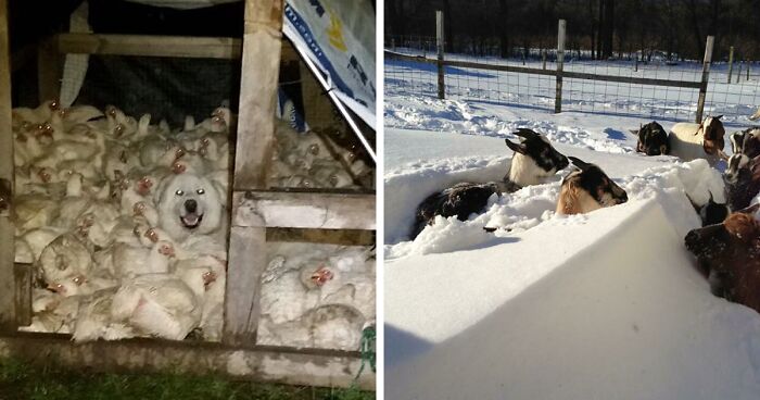 “Live On A Farm, They Said. It Would Be Fun, They Said”: 61 Pics That Won’t Make Sense To City Kids