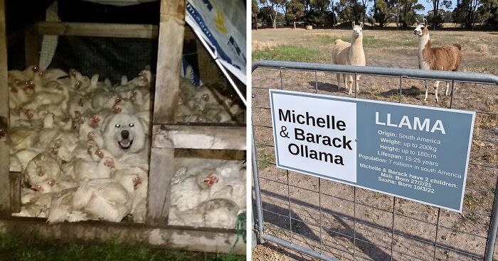 “Live On A Farm, They Said. It Would Be Fun, They Said”: 61 Pics That Won’t Make Sense To City Kids