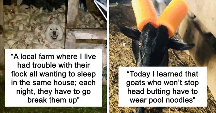 “Live On A Farm, They Said. It Would Be Fun, They Said”: 61 Pics That Won’t Make Sense To City Kids