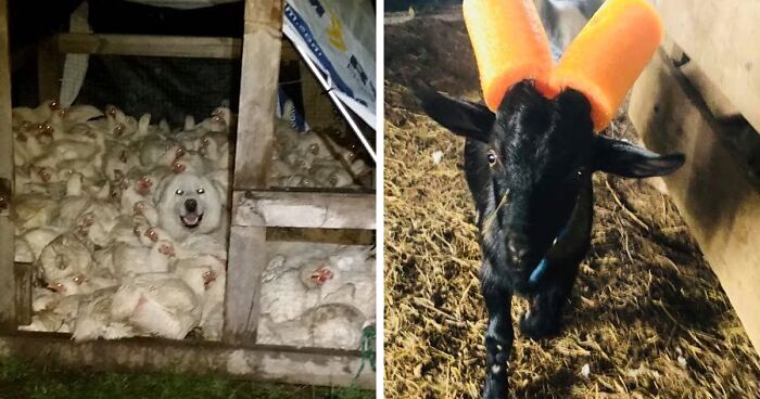 “Live On A Farm, They Said. It Would Be Fun, They Said”: 61 Pics That Won’t Make Sense To City Kids