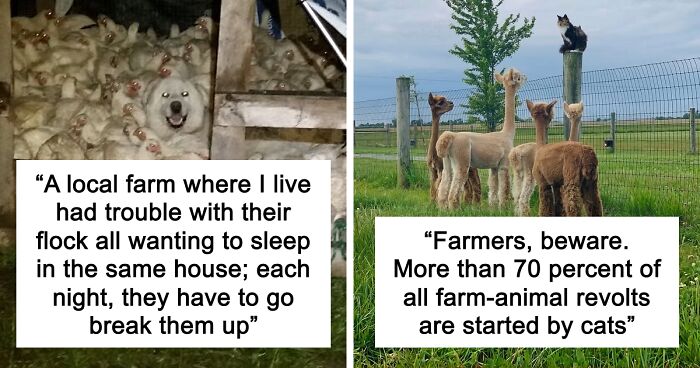“Live On A Farm, They Said. It Would Be Fun, They Said”: 61 Pics That Won’t Make Sense To City Kids