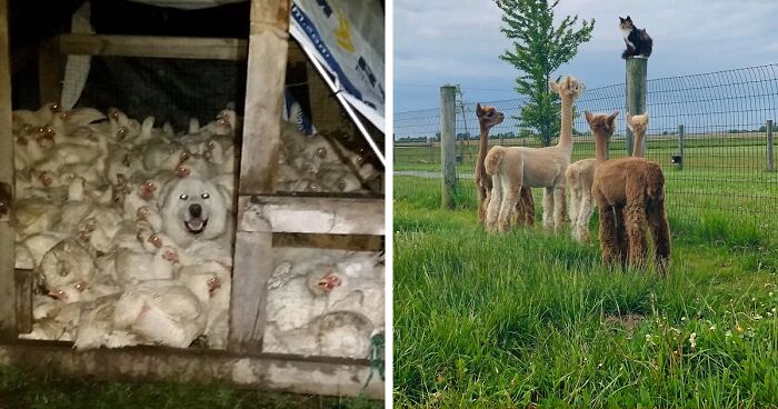 “Live On A Farm, They Said. It Would Be Fun, They Said”: 61 Pics That Won’t Make Sense To City Kids