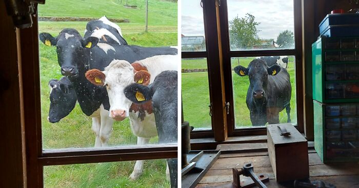 “Live On A Farm, They Said. It Would Be Fun, They Said”: 61 Pics That Won’t Make Sense To City Kids