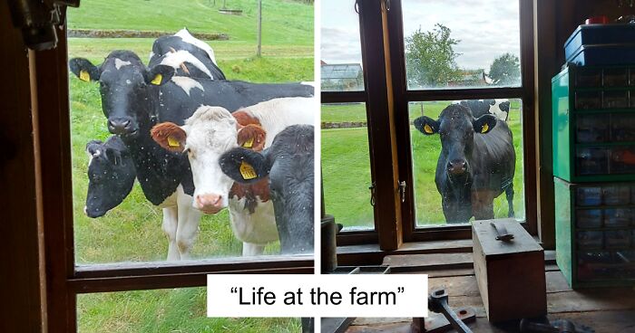 “Live On A Farm, They Said. It Would Be Fun, They Said”: 61 Pics That Won’t Make Sense To City Kids