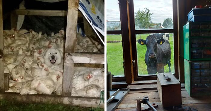 “Live On A Farm, They Said. It Would Be Fun, They Said”: 61 Pics That Won’t Make Sense To City Kids