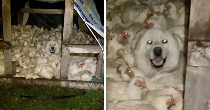 “Live On A Farm, They Said. It Would Be Fun, They Said”: 61 Pics That Won’t Make Sense To City Kids