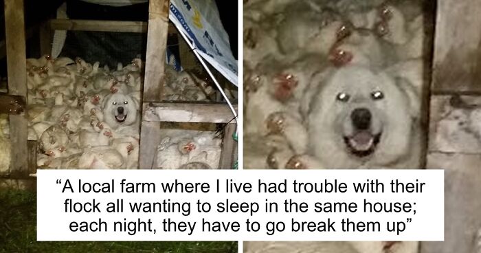 “Live On A Farm, They Said. It Would Be Fun, They Said”: 61 Pics That Won’t Make Sense To City Kids