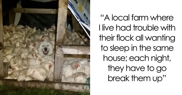 “Live On A Farm, They Said. It Would Be Fun, They Said”: 61 Pics That Won’t Make Sense To City Kids